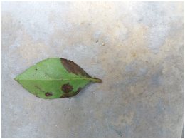 ON THE GROUND - Green Leaf Floating (2018)