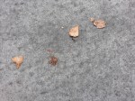 ON THE GROUND 28 - small desiccated forms on concrete (2021)