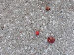 ON THE GROUND 6 - fruits on concrete (2021)